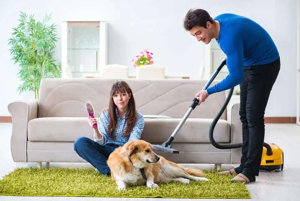 Dyson Ball Animal 2: The Best Way to Tame Your Home
